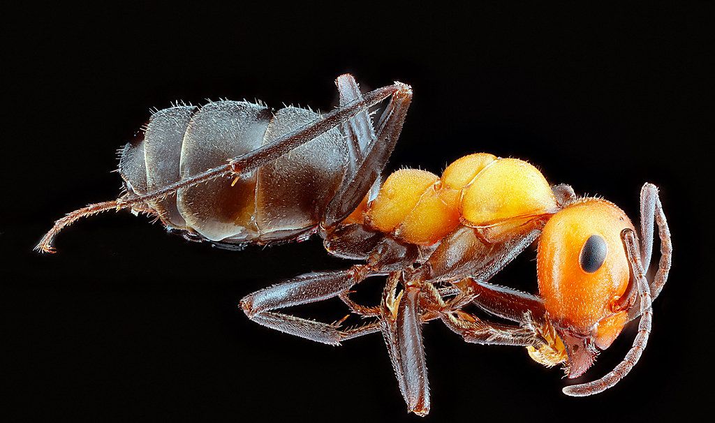 Ant Control service in Columbia, SC