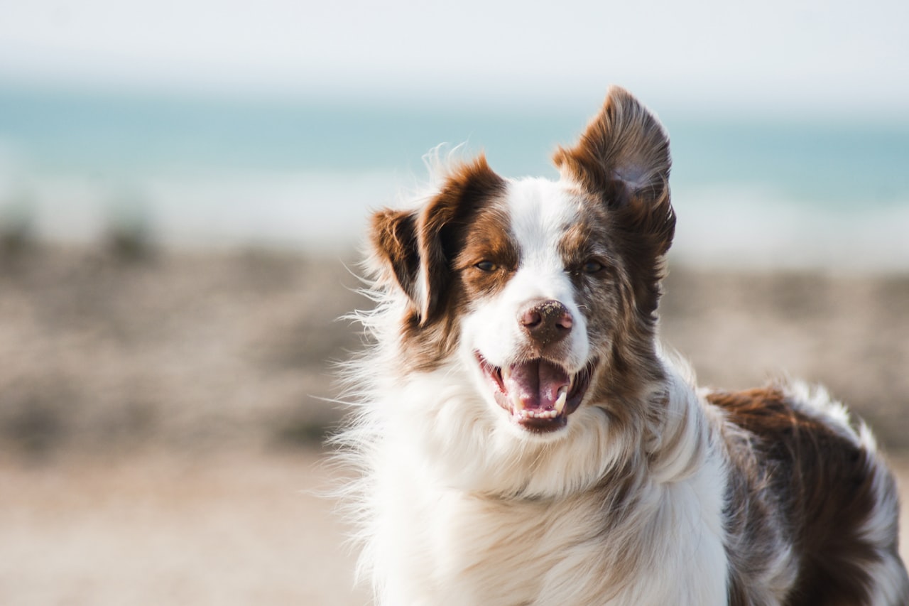 Flea & Tick Control service in Columbia, SC