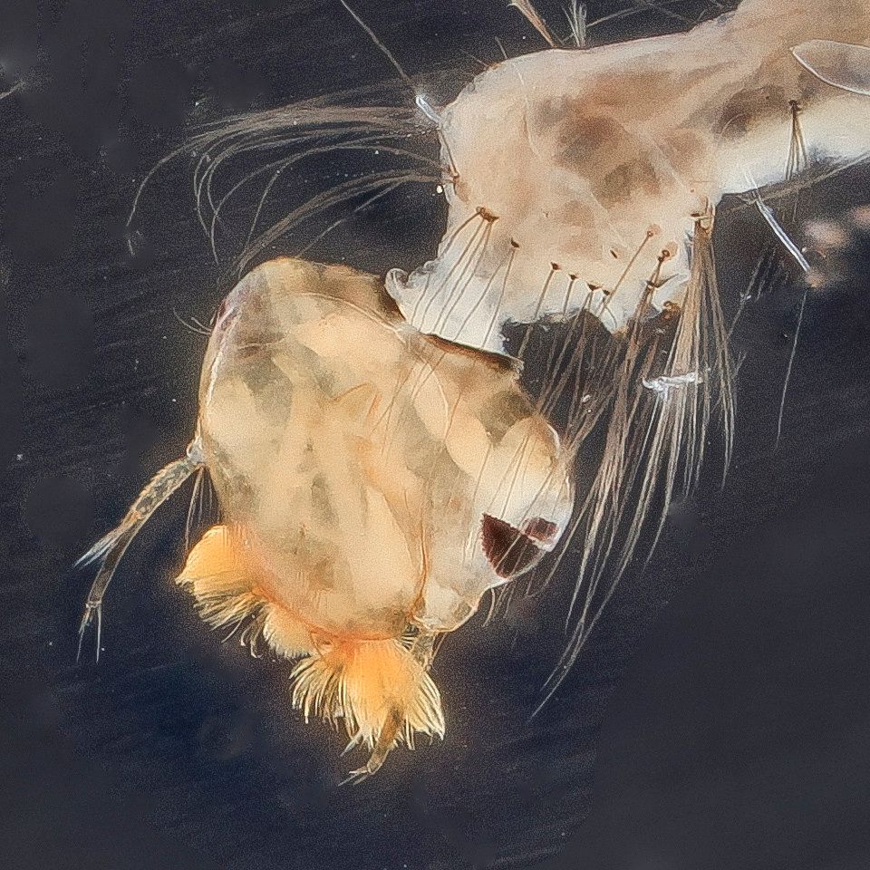 Mosquito Control service in Columbia, SC