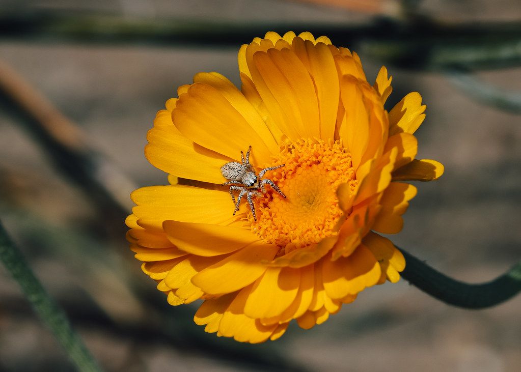 Spider Control service in Columbia, SC